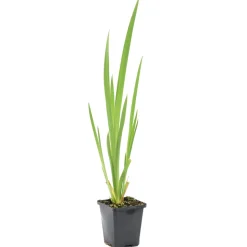 BLOOMIQUE - Iris pseudacorus - iris jaune - plantes de bassin - plantes aquatiques - hauteur 20-30 cm - pot 9 cm