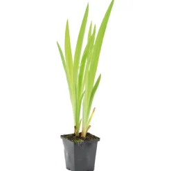 BLOOMIQUE - Iris versicolor - iris versicolore - plantes de bassin - hauteur 20-30 cm - pot 9 cm