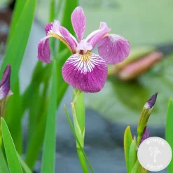 BLOOMIQUE - Iris versicolor - iris versicolore - plantes de bassin - hauteur 20-30 cm - pot 9 cm