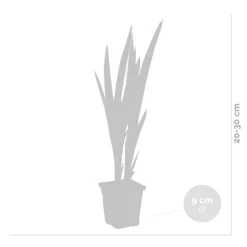 BLOOMIQUE - Iris versicolor - iris versicolore - plantes de bassin - hauteur 20-30 cm - pot 9 cm