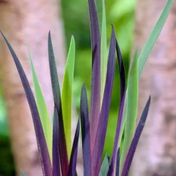 BLOOMIQUE - Iris versicolor - iris versicolore - plantes de bassin - hauteur 20-30 cm - pot 9 cm