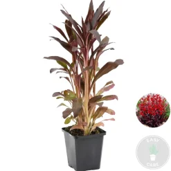 BLOOMIQUE - Lobelia queen victoria - lobélie écarlate - rouge - plantes de bassin - hauteur 20-30 cm - pot 9 cm