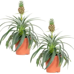BLOOMIQUE - Lot de 2 - ananas mi amigo - plante ananas - plante anti-ronflement - 30-40 cm de haut - pot 12 cm