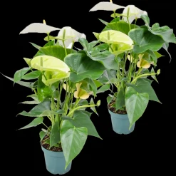BLOOMIQUE - Lot de 2 - anthurium - plante flamant rose - blanc - 30-40 cm de haut - pot 12 cm
