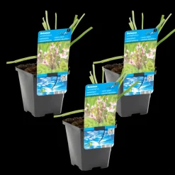 BLOOMIQUE - Lot de 3 - butomus umbellatus - butome en ombelle - plantes de bassin - 15-25 cm de haut - pot 9 cm