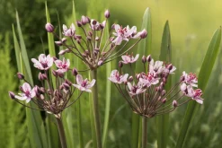 BLOOMIQUE - Lot de 6 - butomus umbellatus - butome en ombelle - plantes de bassin - 10-20 cm de haut - pot 9 cm