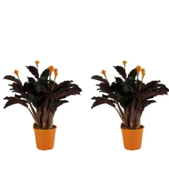 BLOOMIQUE - Lot de 2 - calathea crocata - plante d'intérieur - hauteur 30-40 cm - pot de 12 cm