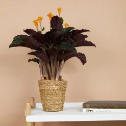 BLOOMIQUE - Lot de 2 - calathea crocata - plante d'intérieur - hauteur 30-40 cm - pot de 12 cm