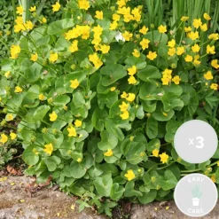 BLOOMIQUE - Lot de 3 - caltha palustris - populage des marais - plantes de bassin - hauteur 15-25 cm - pot 9 cm