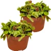 BLOOMIQUE - Lot de 2 - dionaea muscipula - dionée attrape-mouche - 10-15 cm de haut - pot 12 cm