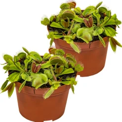 BLOOMIQUE - Lot de 2 - dionaea muscipula - dionée attrape-mouche - 10-15 cm de haut - pot 12 cm