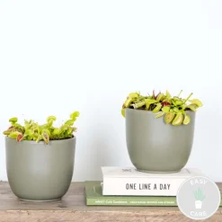 BLOOMIQUE - Lot de 2 - dionaea muscipula - dionée attrape-mouche - 10-15 cm de haut - pot 12 cm