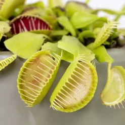 BLOOMIQUE - Lot de 2 - dionaea muscipula - dionée attrape-mouche - 10-15 cm de haut - pot 12 cm