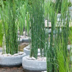 BLOOMIQUE - Lot de 3 - equisetum japonicum - prêle du japon - plantes de bassin - hauteur 20-30 cm - pot 9 cm