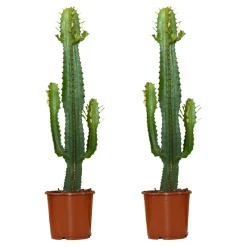 BLOOMIQUE - Lot de 2 - euphorbia acrurensis - euphorbe - cactus - 60-70 cm de haut - pot 17 cm
