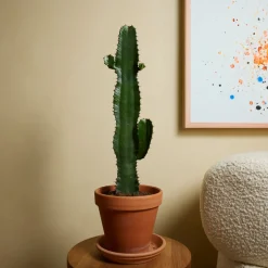 BLOOMIQUE - Lot de 2 - euphorbia acrurensis - euphorbe - cactus - 60-70 cm de haut - pot 17 cm