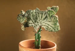 BLOOMIQUE - Lot de 2 - euphorbia lactea cristata - plante cactus - 20-30 cm de haut - pot 11 cm