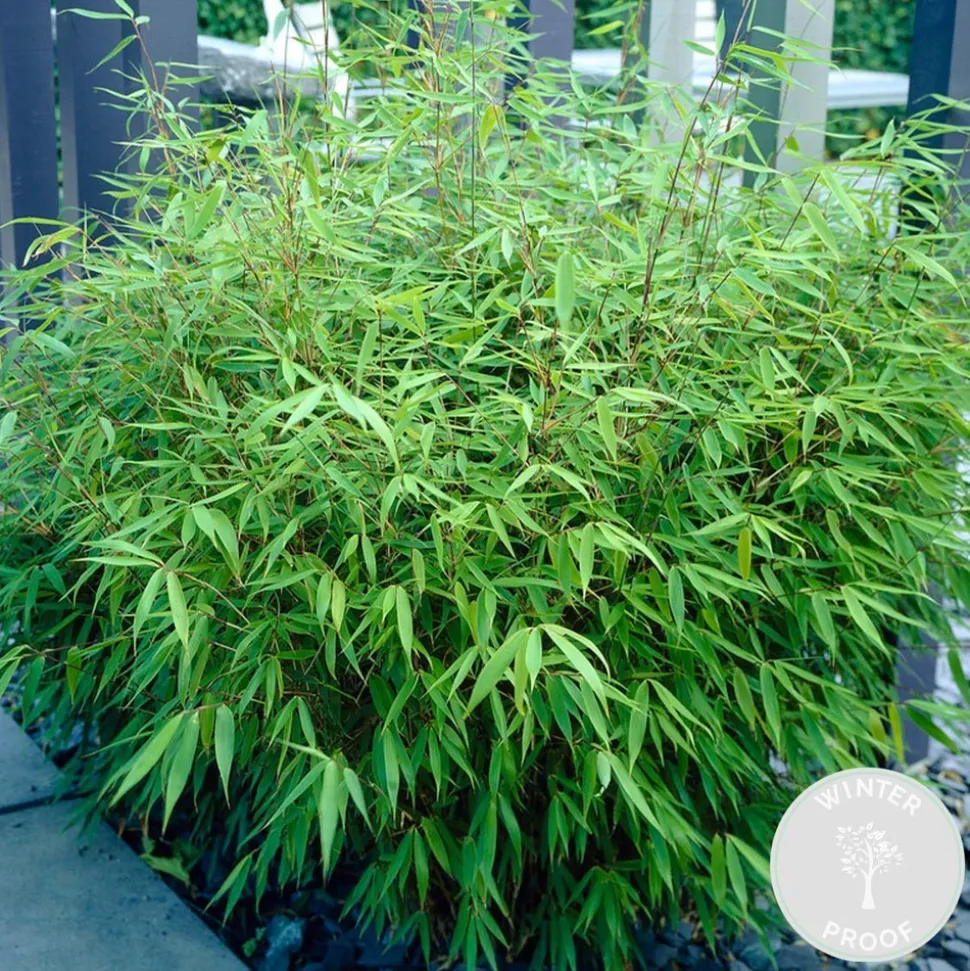 BLOOMIQUE - Lot de 2 - fargesia rufa - bambou - non traçant - rustique - hauteur 40-60 cm - pot 17 cm