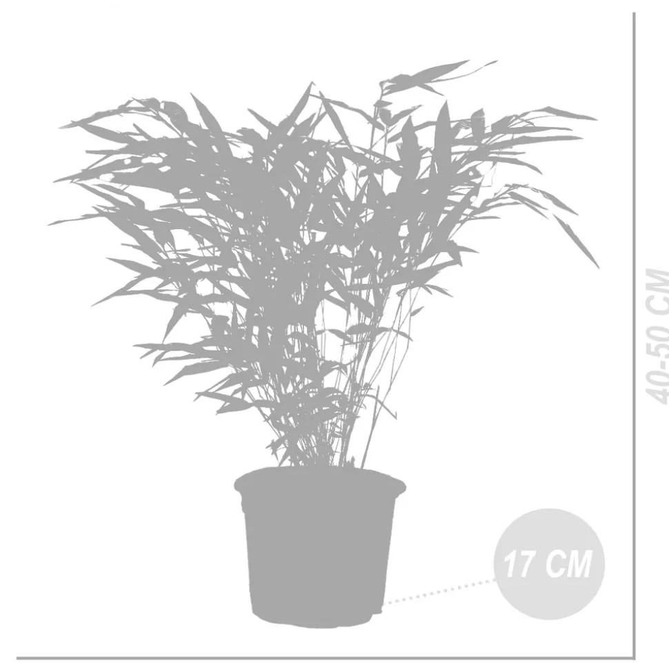BLOOMIQUE - Lot de 2 - fargesia rufa - bambou - non traçant - rustique - hauteur 40-60 cm - pot 17 cm