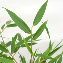 BLOOMIQUE - Lot de 6 - fargesia rufa - bambou - non traçant - rustique - hauteur 20-30 cm - pot 10 cm