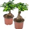 BLOOMIQUE - Lot de 2 - ficus ginseng - bonsaï - plantes d’intérieur - dépolluante - hauteur 20-30 cm - pot 12 cm