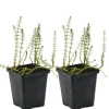 BLOOMIQUE - Lot de 2 - hippuris vulgaris - hippuride - plantes de bassin - hauteur 10-20 cm - pot 11 cm
