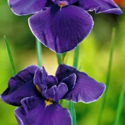 BLOOMIQUE - Lot de 3 - iris kaempferi - iris du japon - violet - plantes de bassin - hauteur 20-30 cm - pot 9 cm