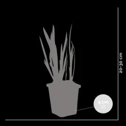 BLOOMIQUE - Lot de 3 - iris kaempferi - iris du japon - violet - plantes de bassin - hauteur 20-30 cm - pot 9 cm