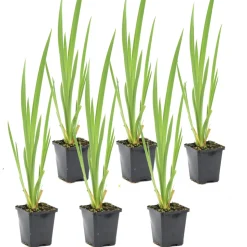 BLOOMIQUE - Lot de 6 - iris pseudacorus - iris jaune - plantes de bassin - hauteur 20-30 cm - pot 9 cm