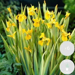BLOOMIQUE - Lot de 6 - iris pseudacorus - iris jaune - plantes de bassin - hauteur 20-30 cm - pot 9 cm