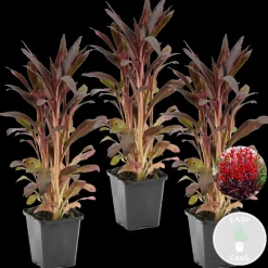 BLOOMIQUE - Lot de 3 - lobelia queen victoria - lobélie écarlate - rouge - hauteur 20-30 cm - pot 9 cm