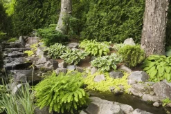 BLOOMIQUE - Lot de 3 - lysimachia nummularia - herbe aux écus - plantes de bassin - 10-20 cm de haut - pot 9 cm