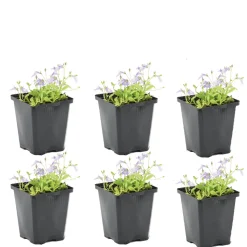 BLOOMIQUE - Lot de 6 - mazus reptans - mazus rampant - plantes de bassin - hauteur 10-20 cm - pot 9 cm
