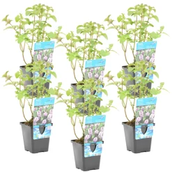 BLOOMIQUE - Lot de 6 - mentha aquatica - menthe aquatique - plantes de bassin - 10-20 cm de haut - pot 9 cm
