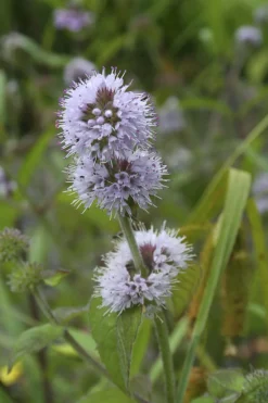 BLOOMIQUE - Lot de 6 - mentha aquatica - menthe aquatique - plantes de bassin - 10-20 cm de haut - pot 9 cm