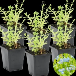 BLOOMIQUE - Lot de 6 - myosotis palustris - myosotis des marais - hauteur 10-20 cm - pot 9 cm