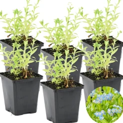 BLOOMIQUE - Lot de 6 - myosotis palustris - myosotis des marais - hauteur 10-20 cm - pot 9 cm