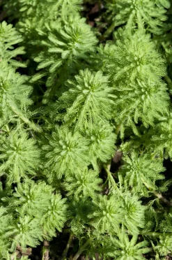 BLOOMIQUE - Lot de 2 - myriophyllum red stem - myriophylle rouge - hauteur 10-20 cm - pot 11 cm