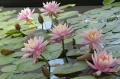 BLOOMIQUE - Lot de 2 - nymphaea wilfron gonnere - nénuphar - rose - hauteur 10-20 cm - pot 11 cm