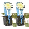BLOOMIQUE - Lot de 2 - nymphaea marliacea chromat - nénuphar - jaune - hauteur 10-20 cm - pot 11 cm
