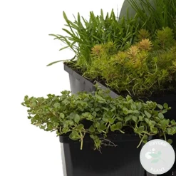 BLOOMIQUE - Lot de 6 - plantes de bassin oxygénantes - zones de bassin 1-2 - 15-25 cm de haut - pot 9 cm