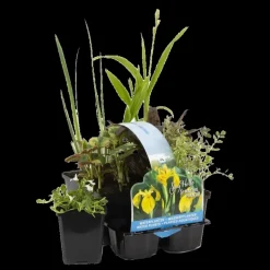 BLOOMIQUE - Lot de 6 - plantes de bassin indigènes - zones de bassin 1-2-3 - 15-25 cm de haut - pot 9 cm