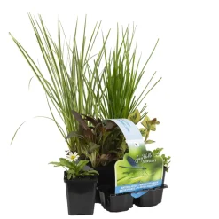 BLOOMIQUE - Lot de 6 - plantes de bassin favorables aux insectes - zone bassin 1-2 - 15-25 cm de haut - pot 9 cm