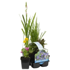 BLOOMIQUE - Lot de 6 - plantes de bassin fleuries - zones de bassin 1-2 - 15-25 cm de haut - pot 9 cm