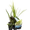 BLOOMIQUE - Lot de 6 - plantes de bassin purifiantes - zones de bassin 1-2 - 15-25 cm de haut - pot 9 cm