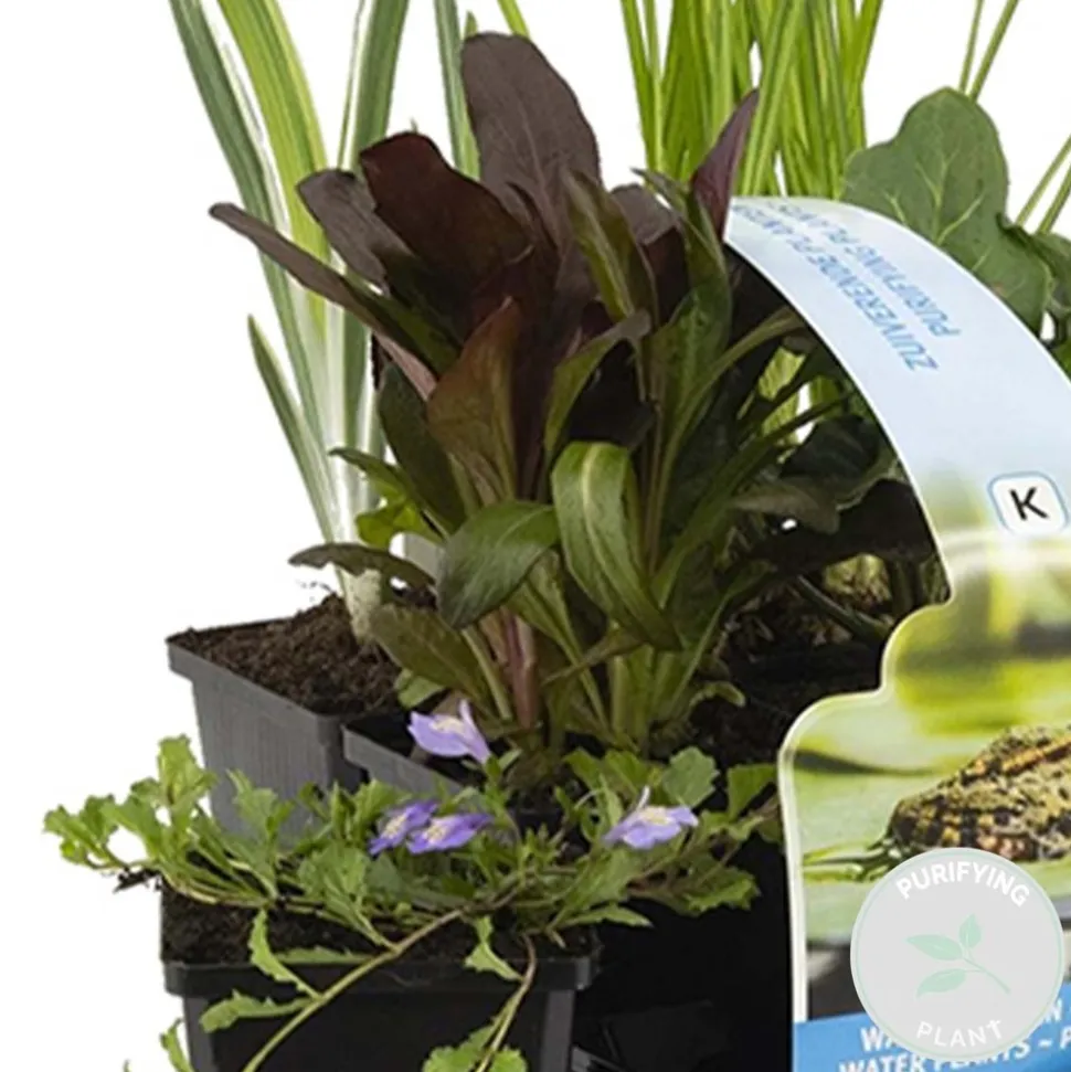 BLOOMIQUE - Lot de 6 - plantes de bassin purifiantes - zones de bassin 1-2 - 15-25 cm de haut - pot 9 cm