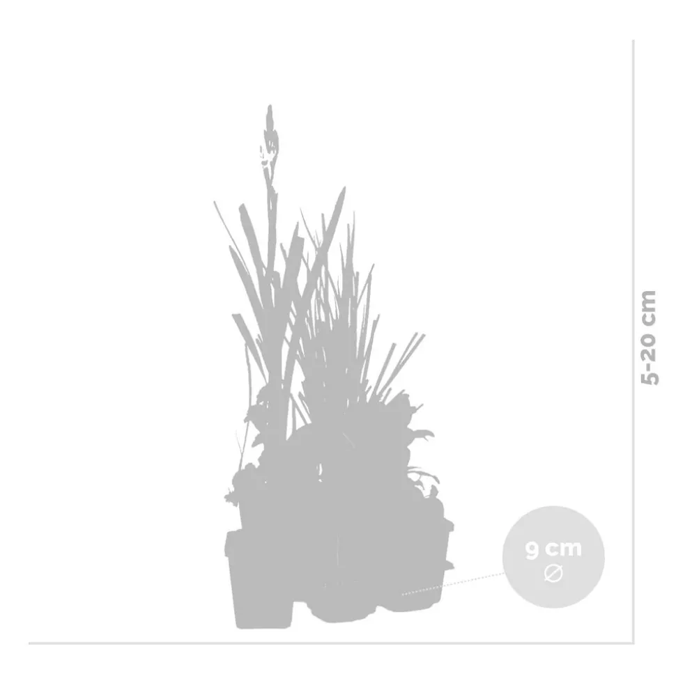 BLOOMIQUE - Lot de 6 - plantes de bassin purifiantes - zones de bassin 1-2 - 15-25 cm de haut - pot 9 cm