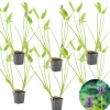 BLOOMIQUE - Lot de 6 - pontederia cordata - jacinthe d’eau - pontédérie - hauteur 10-20 cm - pot 9 cm