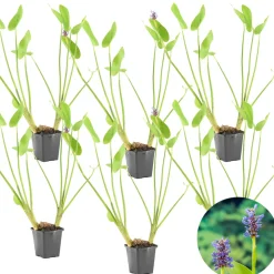BLOOMIQUE - Lot de 6 - pontederia cordata - jacinthe d’eau - pontédérie - hauteur 10-20 cm - pot 9 cm