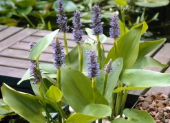 BLOOMIQUE - Lot de 6 - pontederia cordata - jacinthe d’eau - pontédérie - hauteur 10-20 cm - pot 9 cm